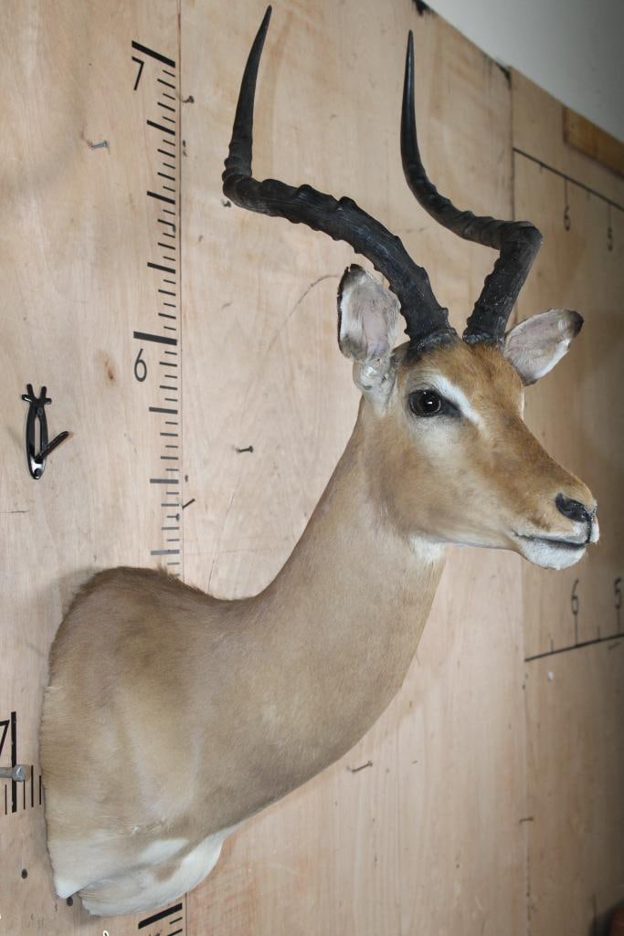 IMPALA Shoulder Mount - 4