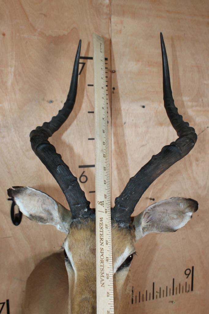 IMPALA Shoulder Mount - 5