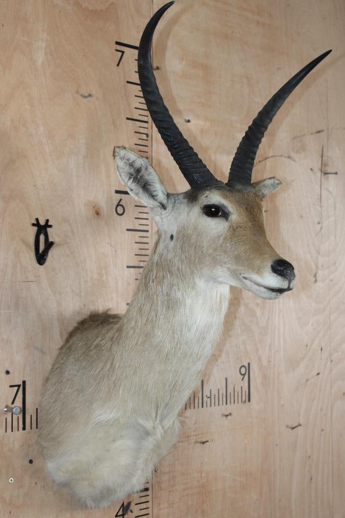 XXL REEDBUCK Shoulder Mount - 2
