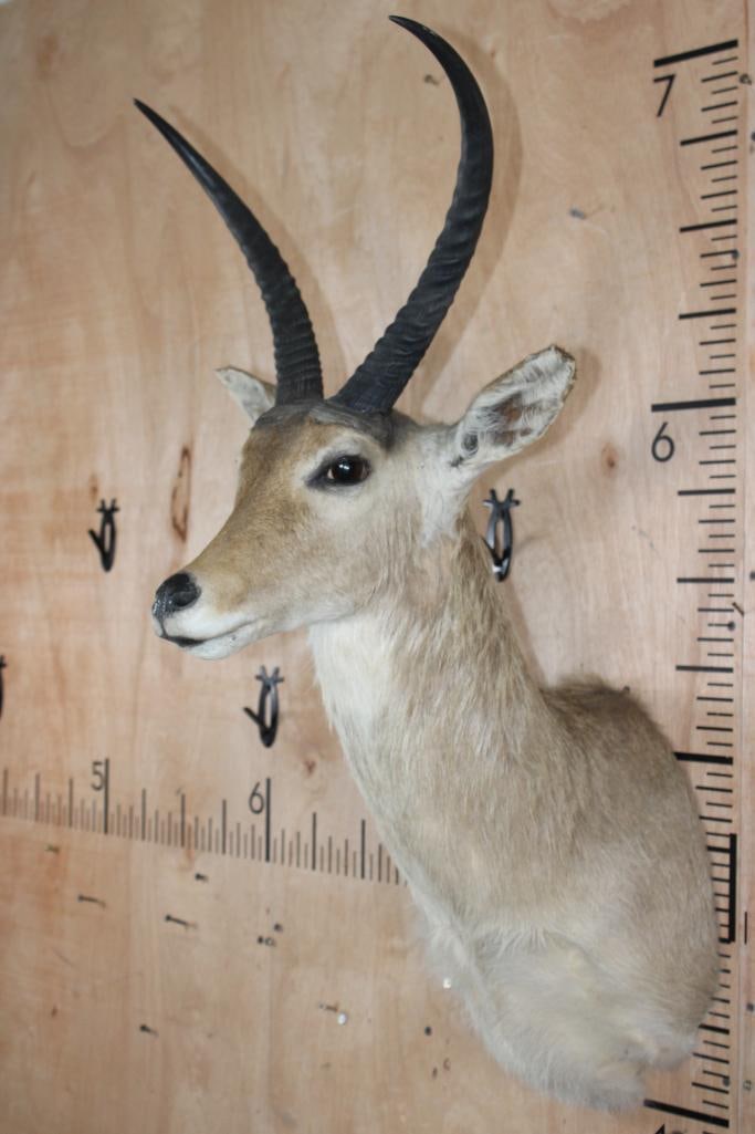 XXL REEDBUCK Shoulder Mount - 3