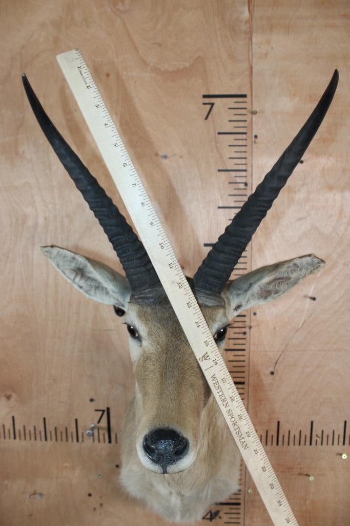 XXL REEDBUCK Shoulder Mount - 4