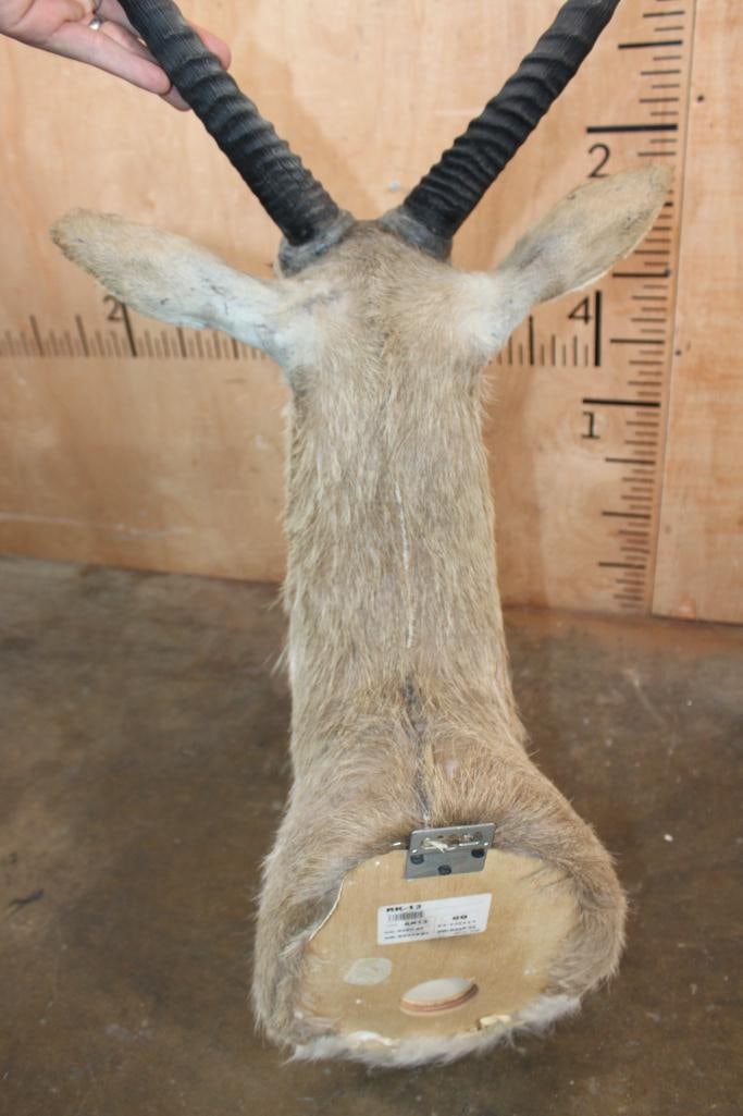XXL REEDBUCK Shoulder Mount - 5