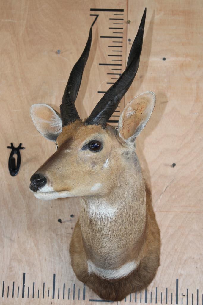 BUSHBUCK Shoulder Mount - 2