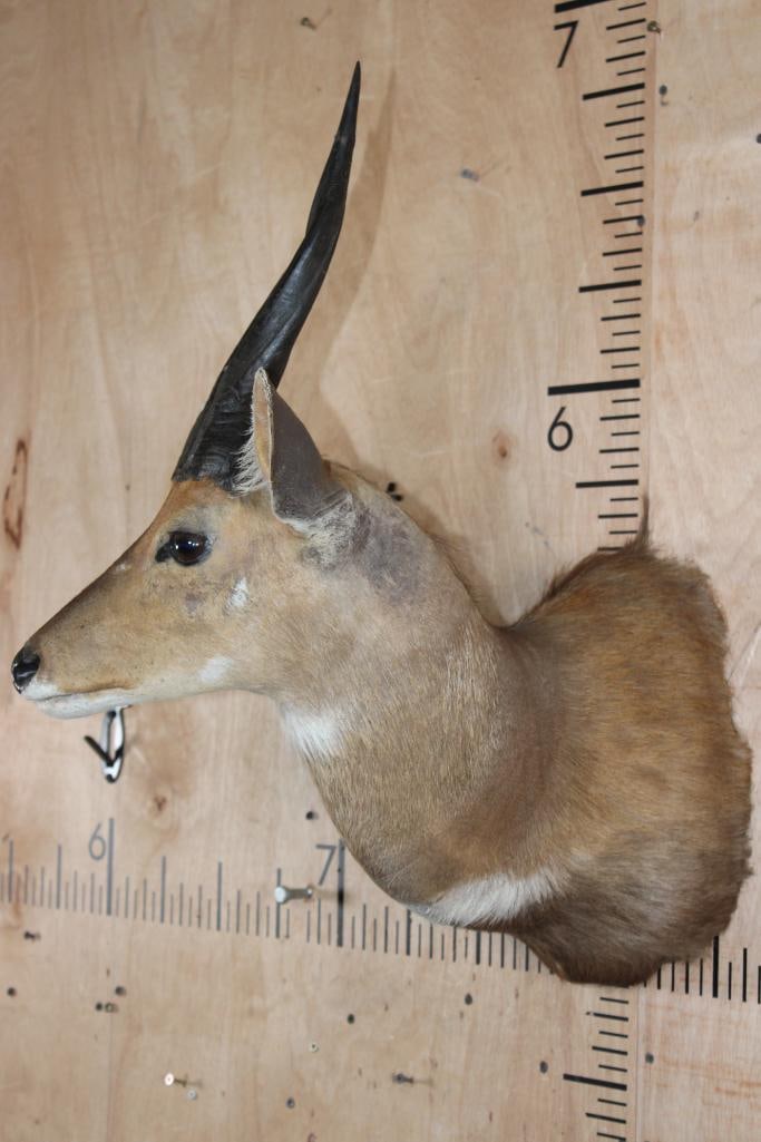 BUSHBUCK Shoulder Mount - 3