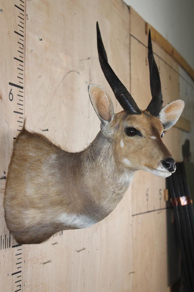 BUSHBUCK Shoulder Mount - 4