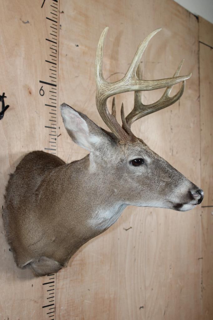 8-Point WHITETAIL DEER Shoulder Mount - 2
