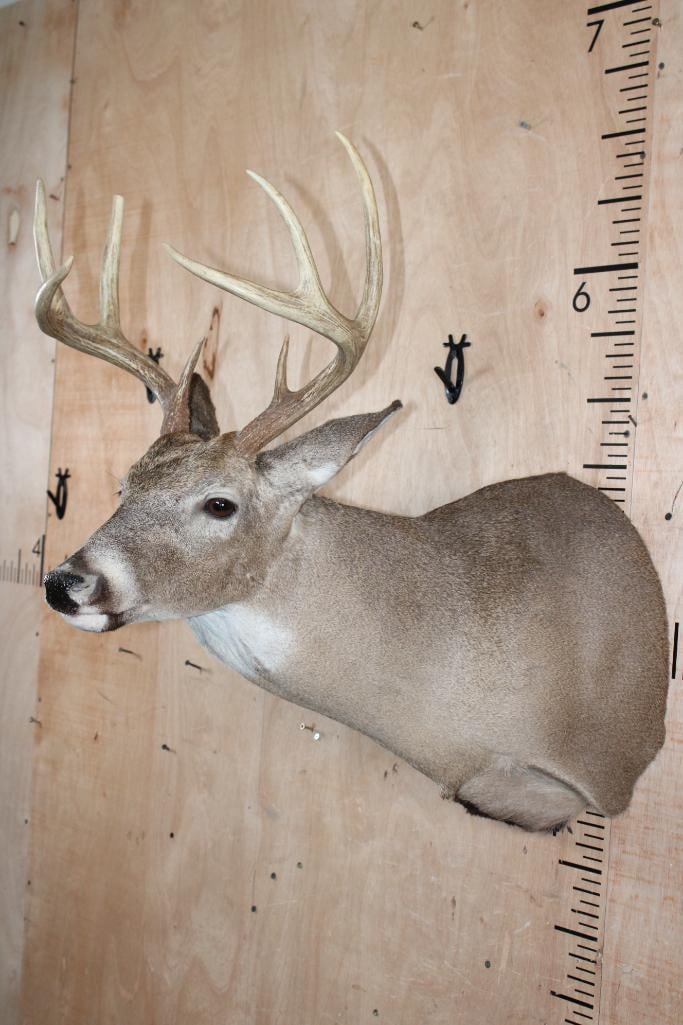 8-Point WHITETAIL DEER Shoulder Mount - 3