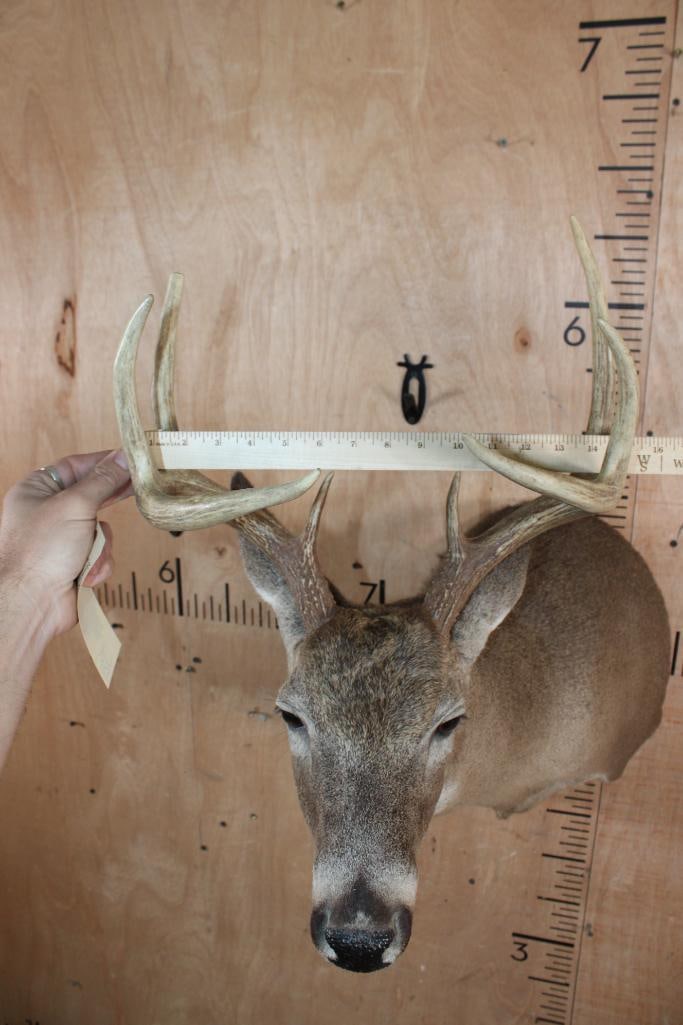 8-Point WHITETAIL DEER Shoulder Mount - 4