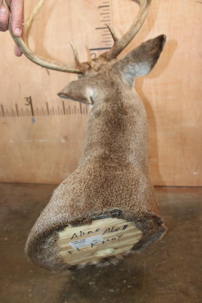 8-Point WHITETAIL DEER Shoulder Mount - 5