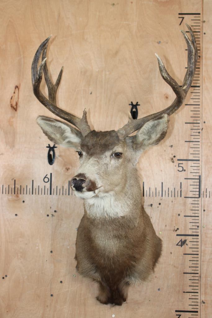 10-Point MULE DEER Shoulder Mount - 2