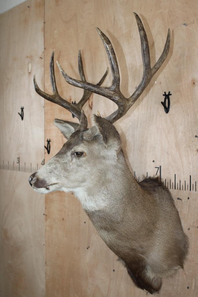 10-Point MULE DEER Shoulder Mount - 3