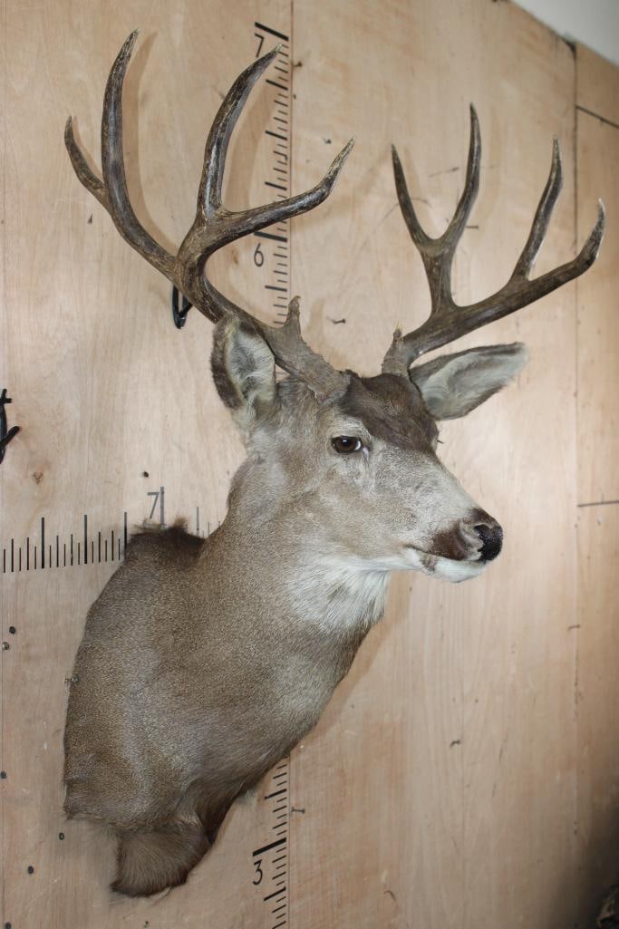 10-Point MULE DEER Shoulder Mount - 4