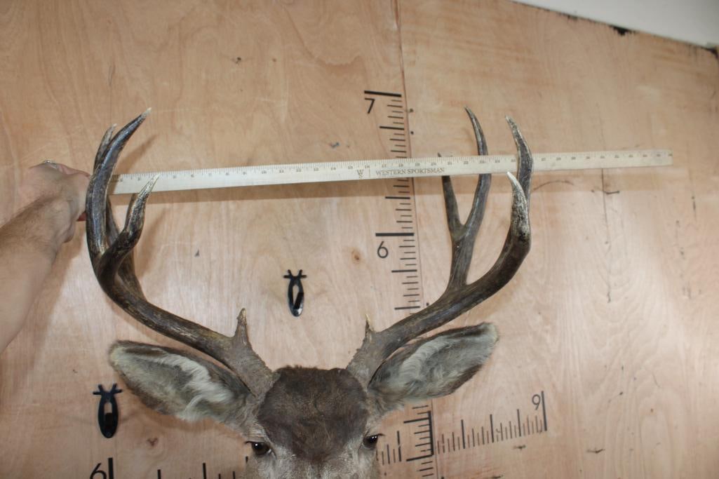 10-Point MULE DEER Shoulder Mount - 5