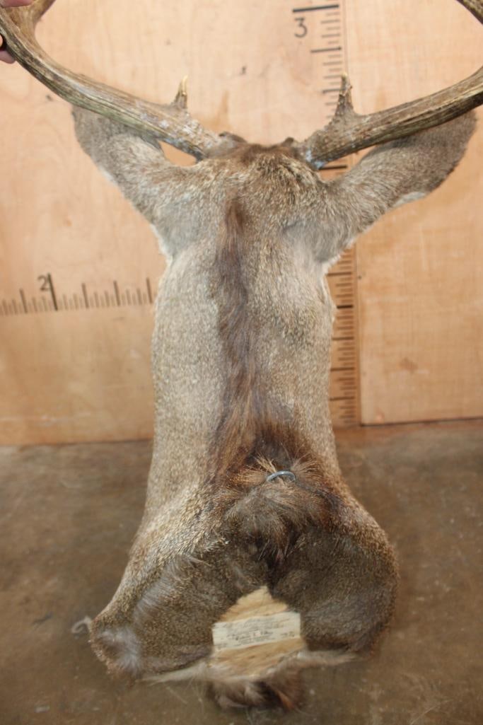 10-Point MULE DEER Shoulder Mount - 6