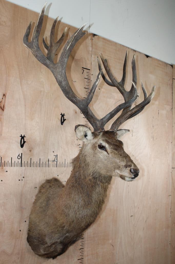 18-Point RED STAG Shoulder Mount - 2