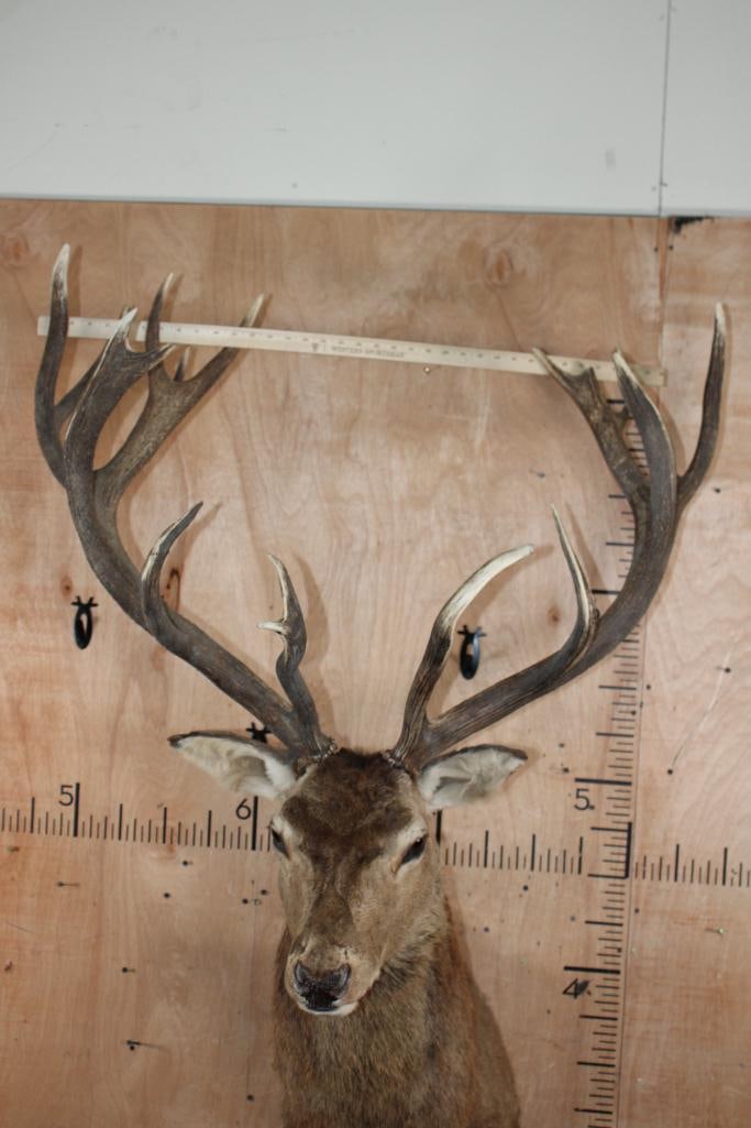 18-Point RED STAG Shoulder Mount - 7