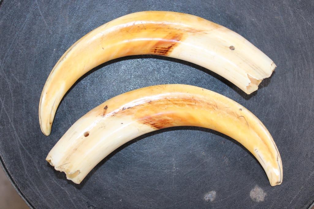 Big Set of WARTHOG Tusks - 2