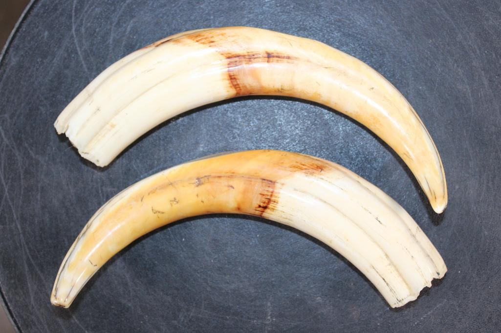 Big Set of WARTHOG Tusks - 3
