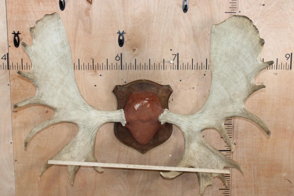 Big 18-Point MOOSE Antler Rack on a Wooden Shield Plaque - 2