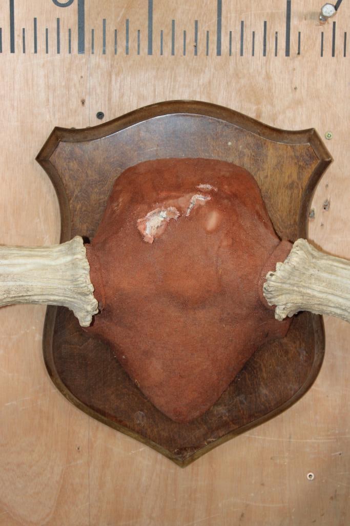Big 18-Point MOOSE Antler Rack on a Wooden Shield Plaque - 3
