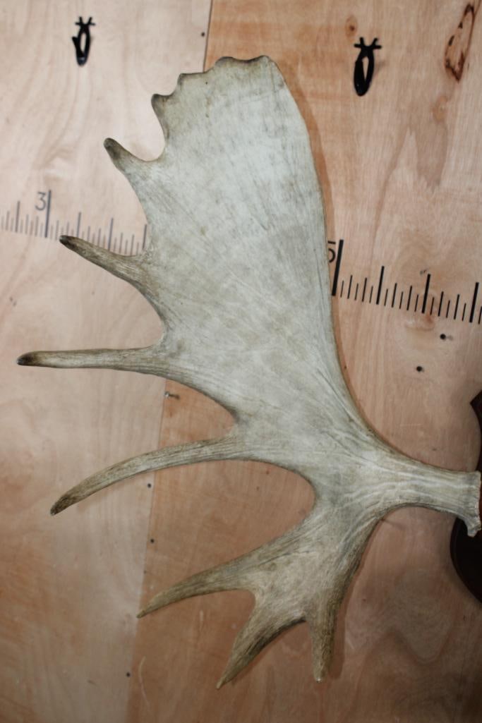 Big 18-Point MOOSE Antler Rack on a Wooden Shield Plaque - 4