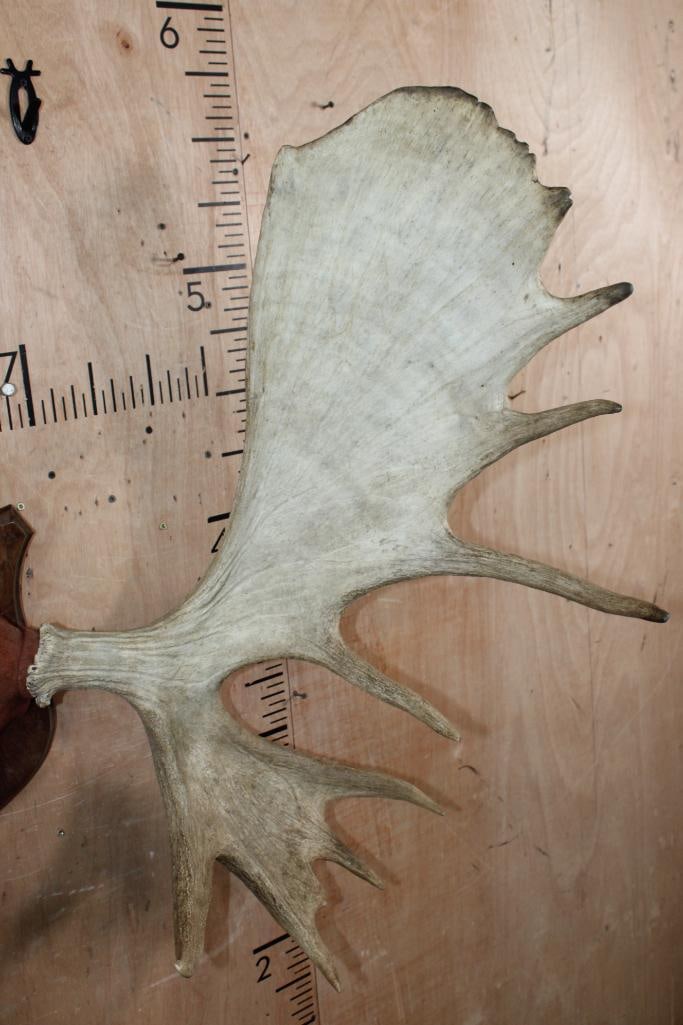 Big 18-Point MOOSE Antler Rack on a Wooden Shield Plaque - 5