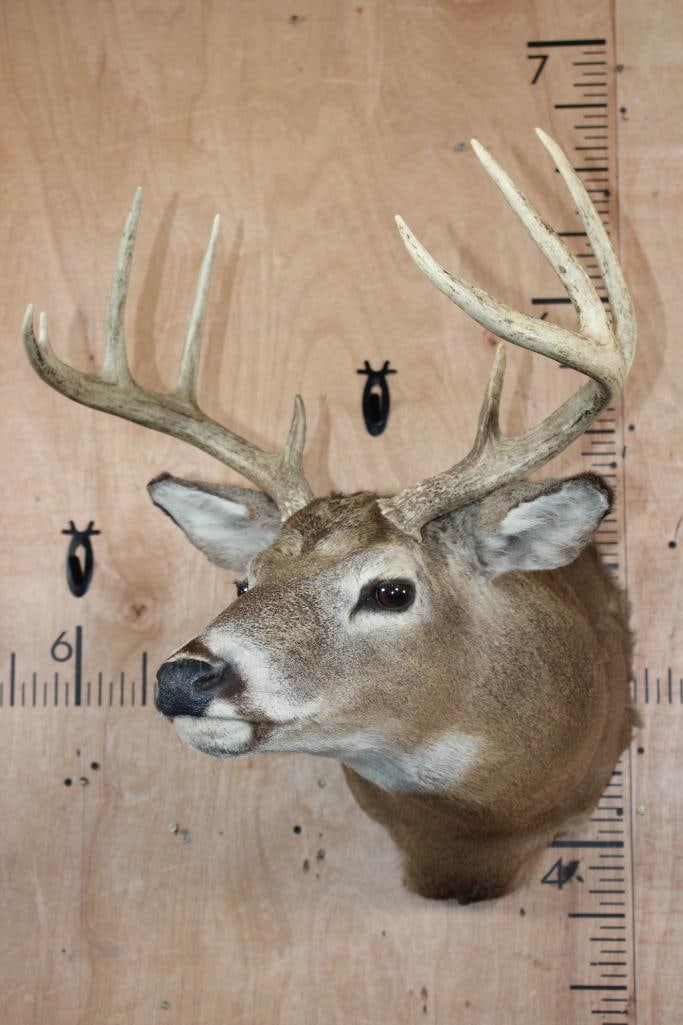 9-Point WHITETAIL DEER "Sneak Pose" Shoulder Mount - 2