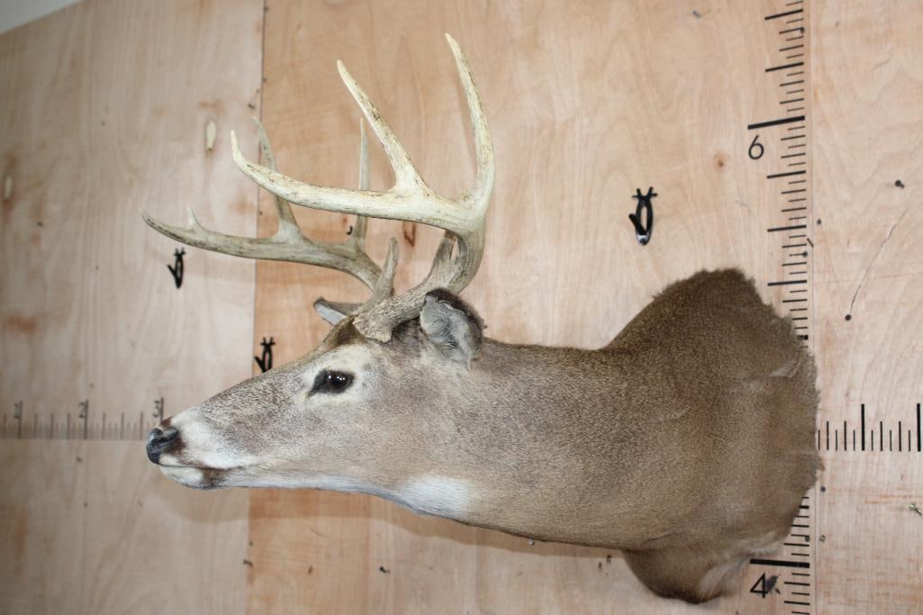 9-Point WHITETAIL DEER "Sneak Pose" Shoulder Mount - 3