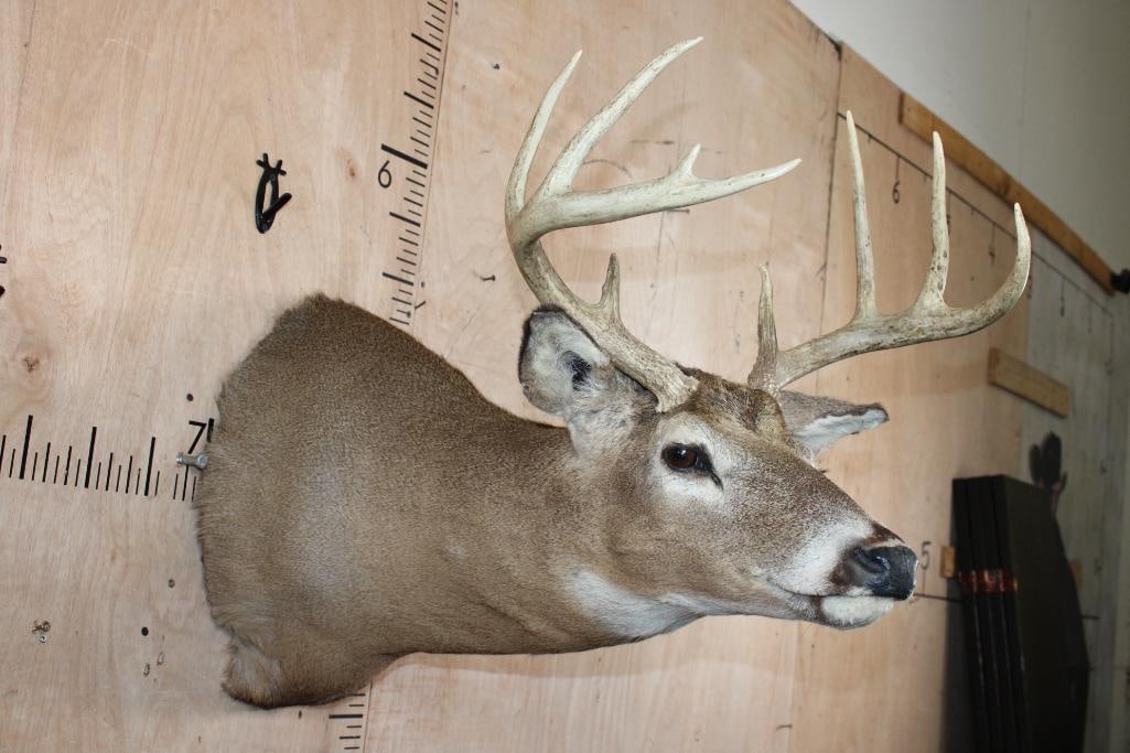 9-Point WHITETAIL DEER "Sneak Pose" Shoulder Mount - 4