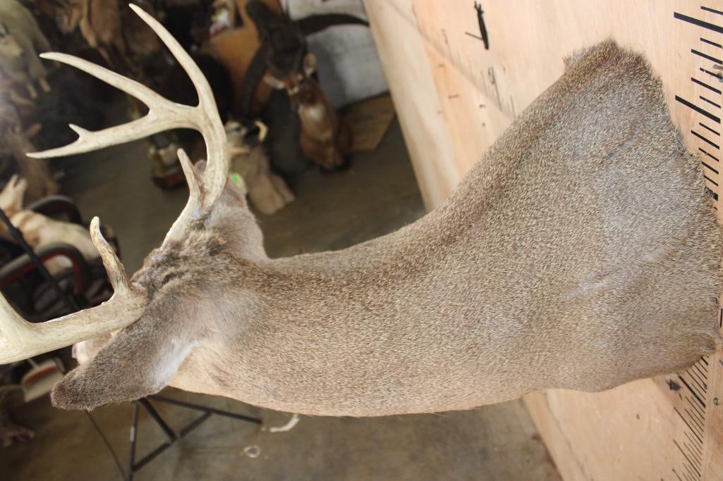 9-Point WHITETAIL DEER "Sneak Pose" Shoulder Mount - 5