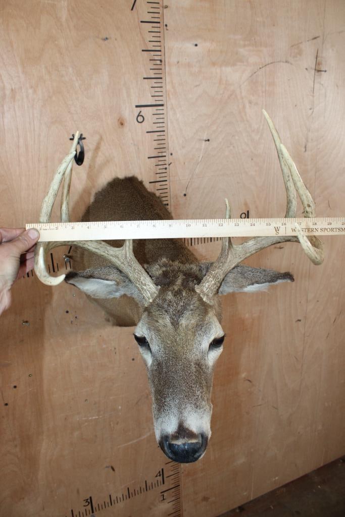 9-Point WHITETAIL DEER "Sneak Pose" Shoulder Mount - 6