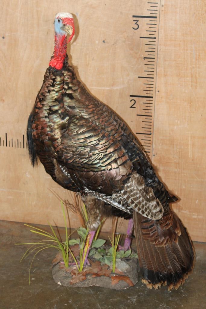 Life-sized Eastern TOM TURKEY on a Natural Base - 2