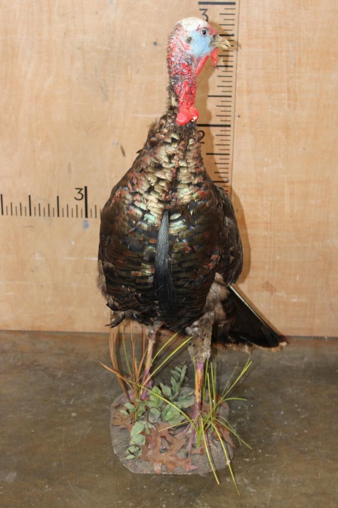 Life-sized Eastern TOM TURKEY on a Natural Base - 3