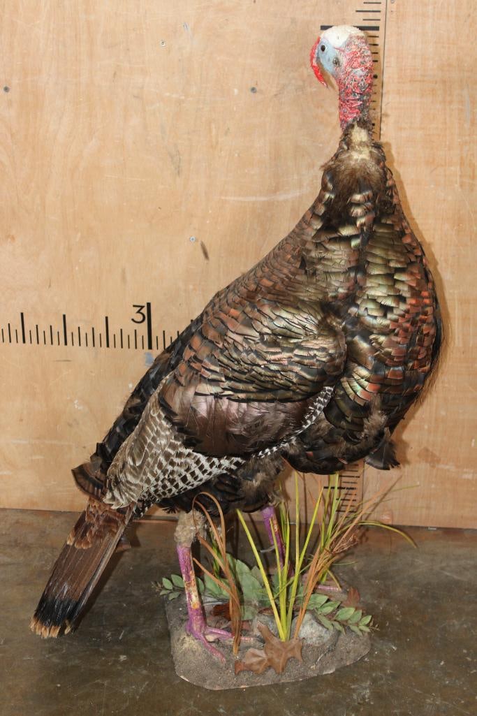 Life-sized Eastern TOM TURKEY on a Natural Base - 4