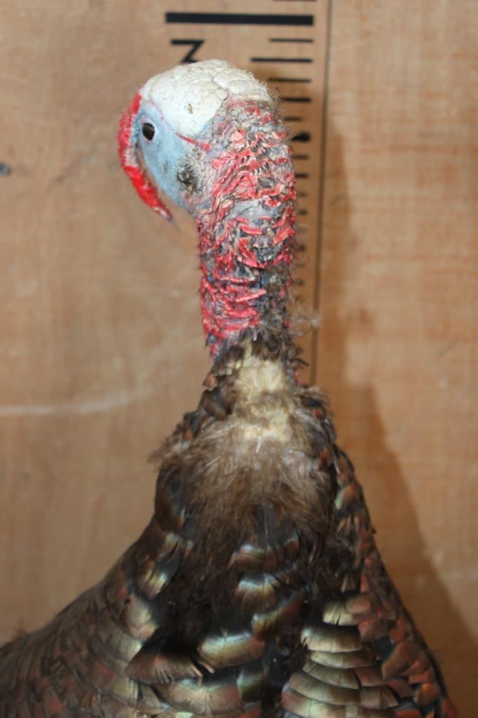 Life-sized Eastern TOM TURKEY on a Natural Base - 5