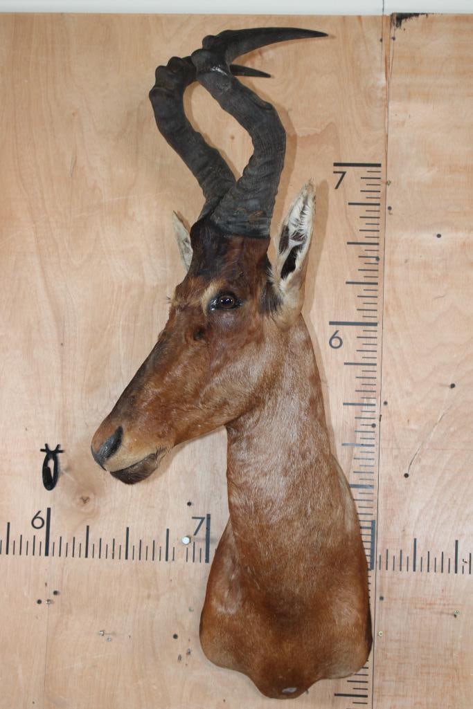 Big RED HARTEBEEST Shoulder Mount - 2