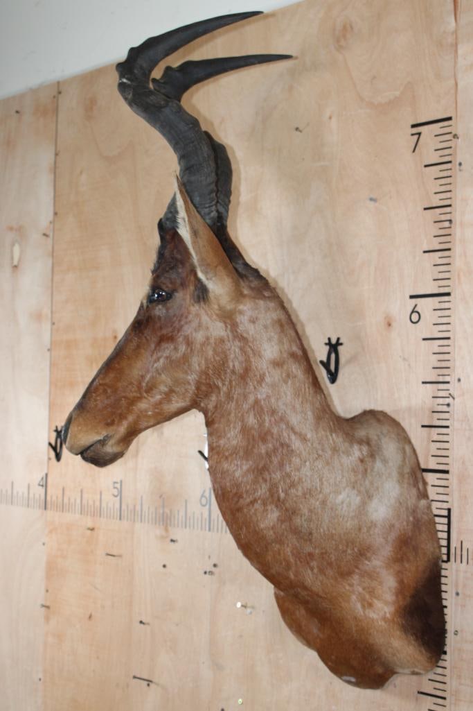 Big RED HARTEBEEST Shoulder Mount - 3