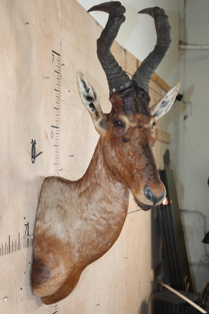 Big RED HARTEBEEST Shoulder Mount - 4