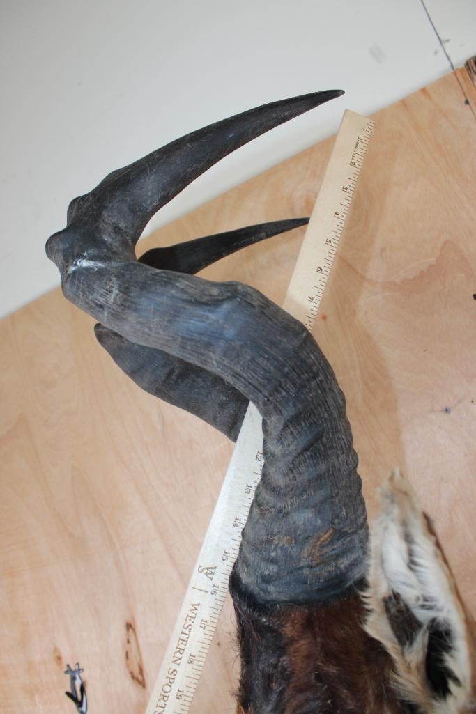 Big RED HARTEBEEST Shoulder Mount - 5