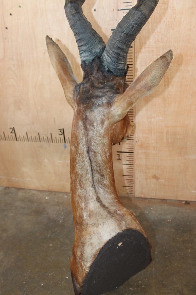 Big RED HARTEBEEST Shoulder Mount - 6