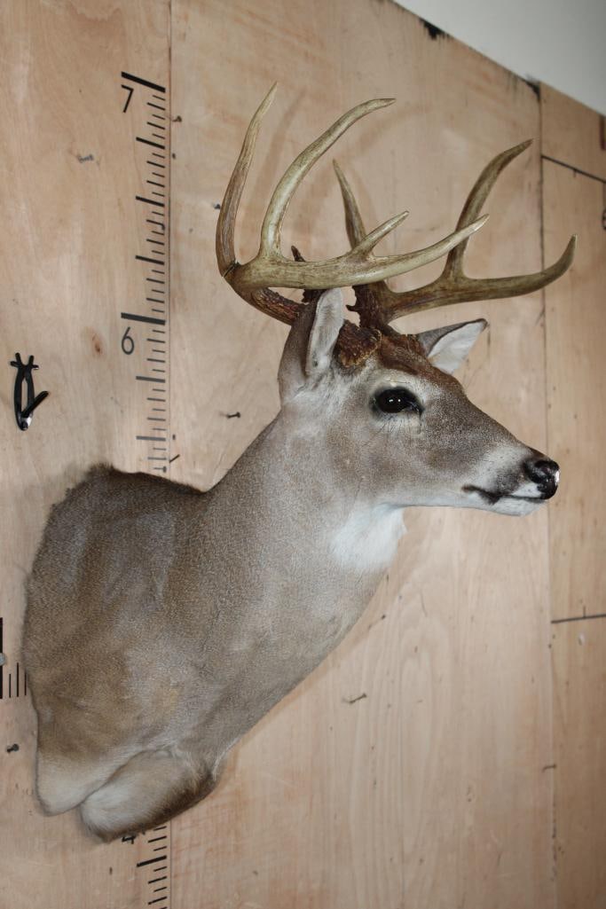 9-Point WHITETAIL DEER Shoulder Mount - 2