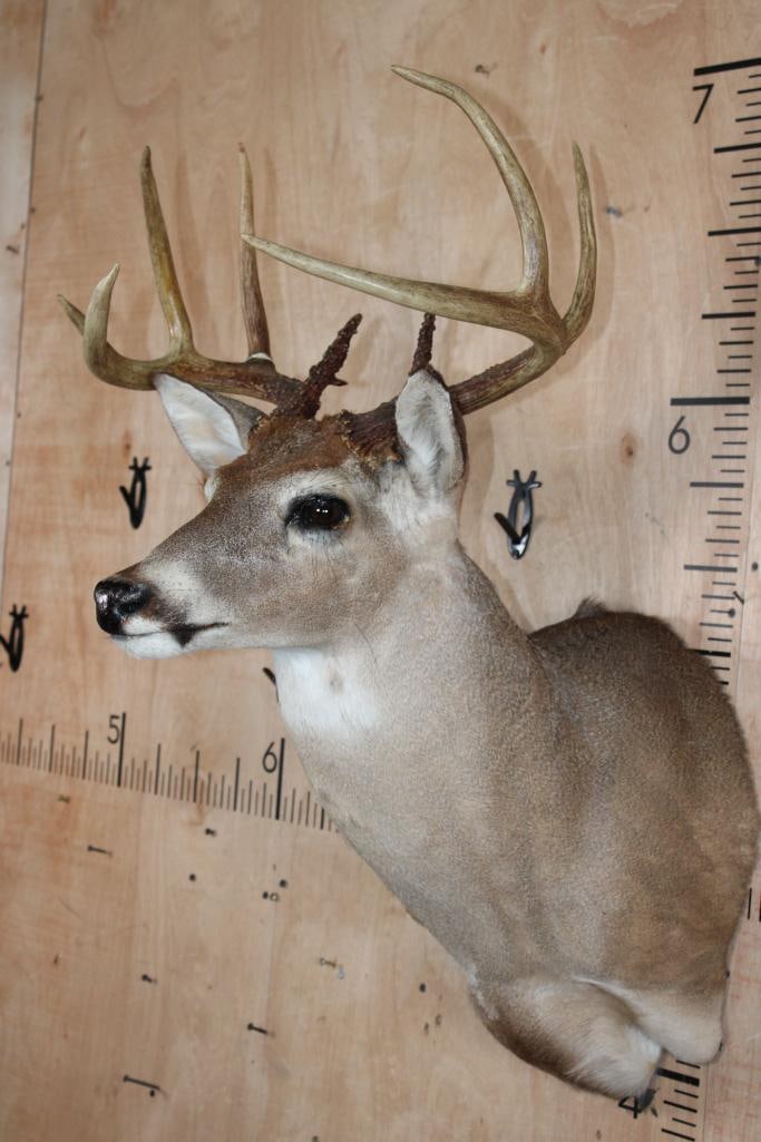 9-Point WHITETAIL DEER Shoulder Mount - 3