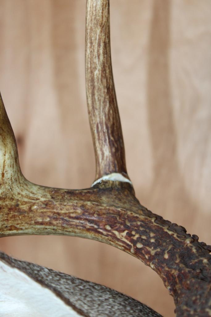 9-Point WHITETAIL DEER Shoulder Mount - 4