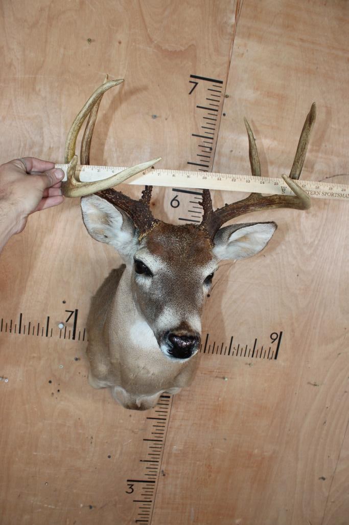 9-Point WHITETAIL DEER Shoulder Mount - 5