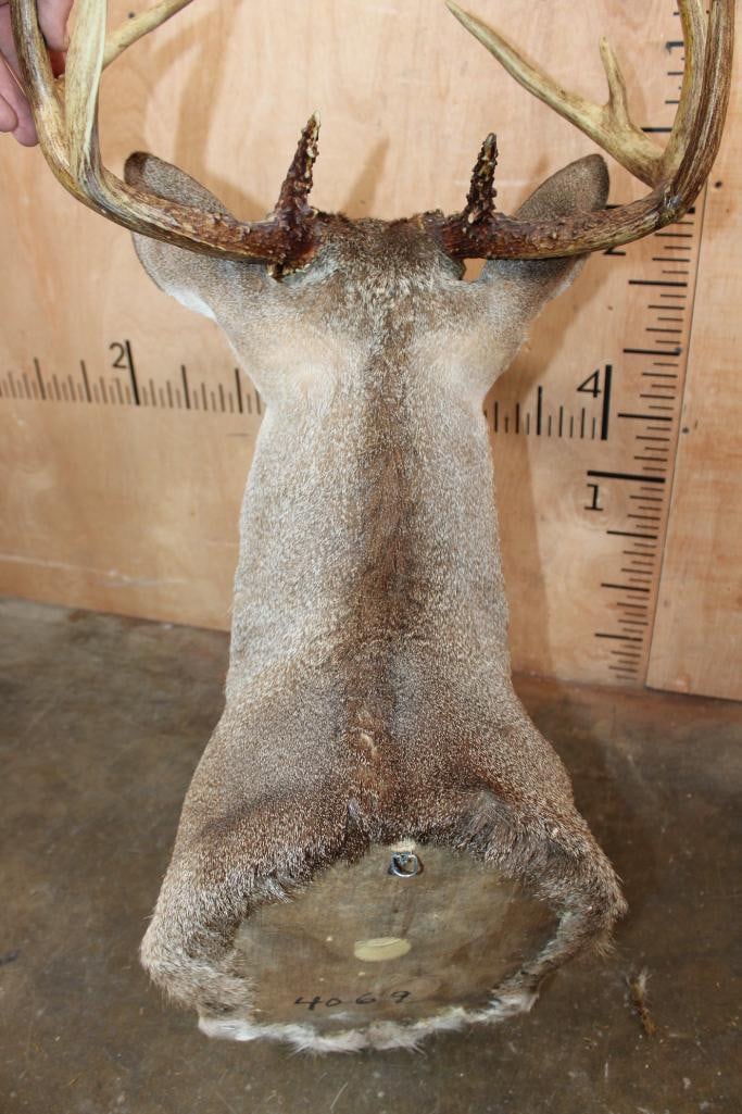 9-Point WHITETAIL DEER Shoulder Mount - 7