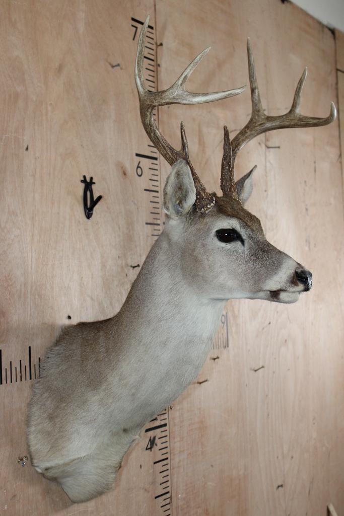 8-Point WHITETAIL DEER Shoulder Mount - 2
