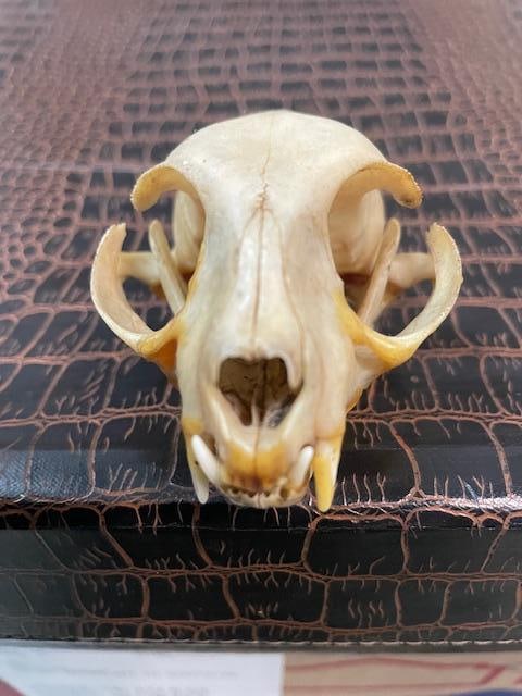 *Rare* AFRICAN WILDCAT Skull with All its Teeth: *Rare* AFRICAN WILDCAT Skull with All its Teeth. It measures 3.5" Long x 2.5" Wide. This is a great oddity. AFRICAN SAFARI DECOR AND TAXIDERMY 