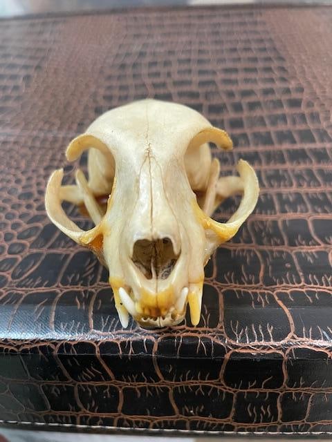 *Rare* AFRICAN WILDCAT Skull with All its Teeth - 2