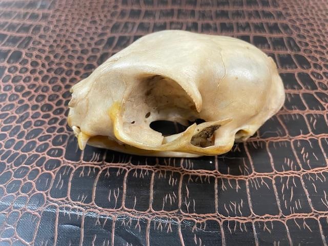 *Rare* AFRICAN WILDCAT Skull with All its Teeth - 3