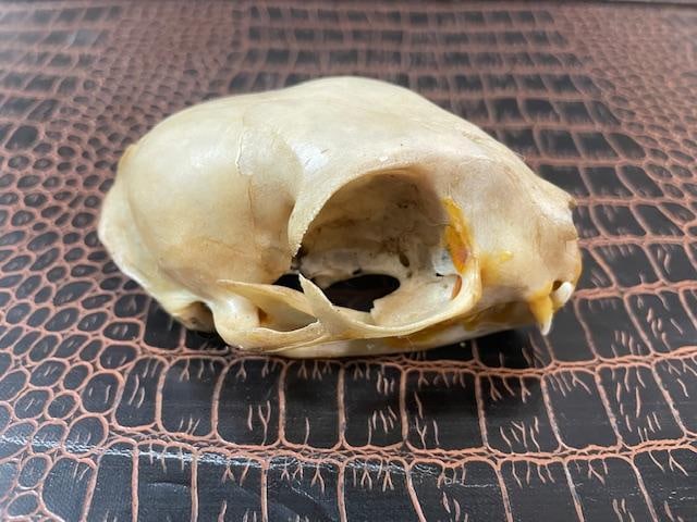*Rare* AFRICAN WILDCAT Skull with All its Teeth - 4